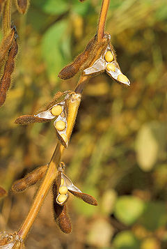 soybean pods futures and options